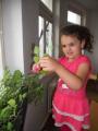 Dívenka pečuje o bylinky